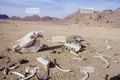 Sahara, Hoggar, Tekcherouat, squelette d'ne