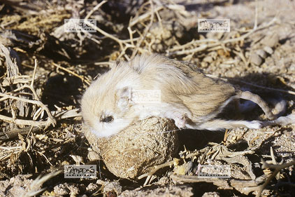 Sahara, Hoggar, Gervoise morte