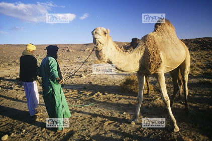 Sahara, Hoggar, Chameaux, touareg