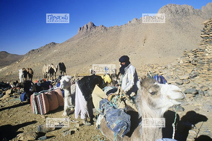 Sahara, Hoggar, Au pied de l'Asekrem, bivouac, chameaux, touareg