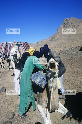 Sahara, Hoggar, Inefergen, chameaux de bats, touareg