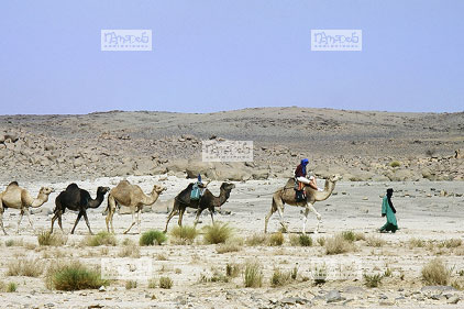 Sahara, Hoggar, Ventredechelle, caravane, touareg