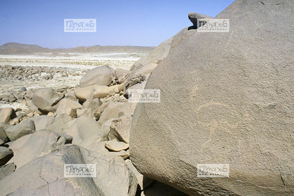 Sahara, Hoggar, Ventredechelle, gravure (autruche ?)