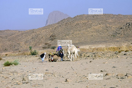 Sahara, Hoggar, Oued Berssou, caravane, touareg