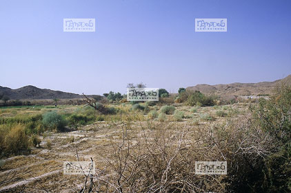 Sahara, Hoggar, Indalague, jardins, point d'eau