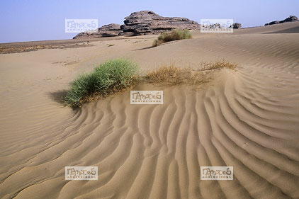 Sahara, Hoggar, Oued Tintharabin, alpha