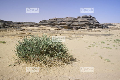 Sahara, Hoggar, Oued Tintharabin, alpha