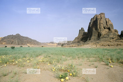 Sahara, Hoggar, Habalbat, courges sauvages