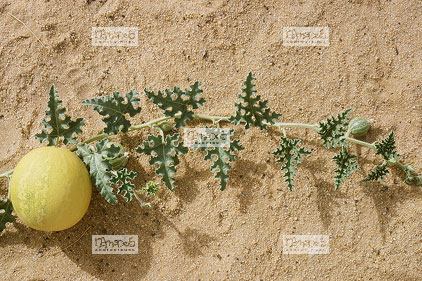Sahara, Hoggar, Habalbat, courge ou colloquinte sauvage