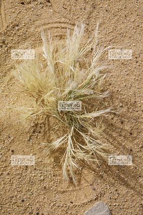 Sahara, Hoggar, Habalbat, alpha