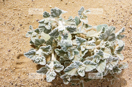 Sahara, Hoggar, Habalbat, plante � feuilles �paisses