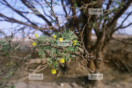 Sahara, Hoggar, Thanaoute, arbre �pineux