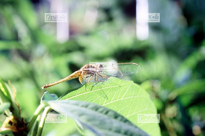 nl�, Libellule rouge sur une feuille verte