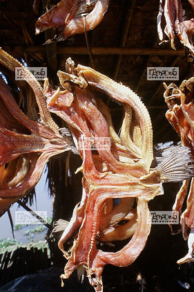Bago, Village le long de la route, Poissons s�ch�s