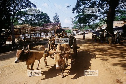 Village de Kyaiktiyo, char � boeufs