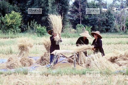 Shan, Battage du riz fra�chement moissonn�