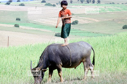 Route vers Taunggyi, Gar�onnet en �quilibre sur son buffle