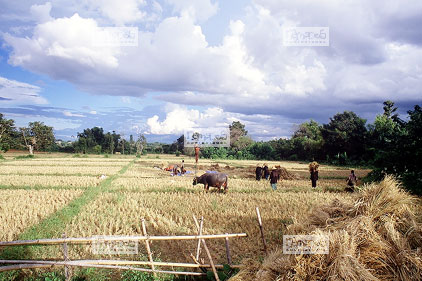 Route Taunggyi - Kakky, Travail dans les champs, Buffles, Riz