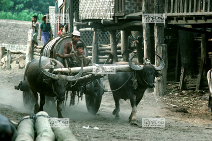 Mandalay, buffles