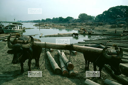 Mandalay, bord du fleuve, buffles au travail