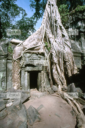 Angkor, Ta Prohm