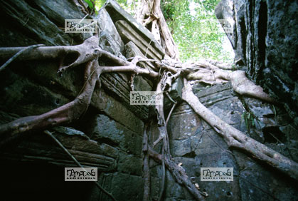 Angkor, Ta Prohm