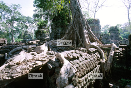 Angkor, Ta Prohm