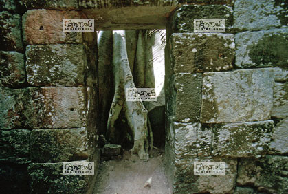 Angkor, Ta Prohm
