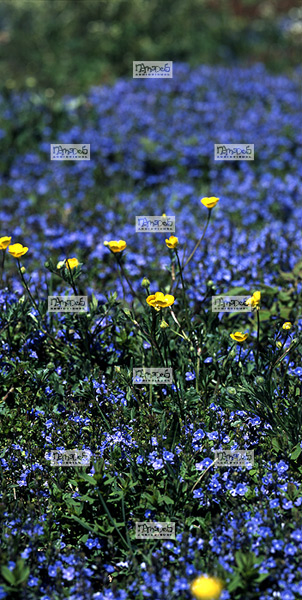 Europe, France, Massif central, 07 Ard�che, fleurs de Myosotis et de Renoncule