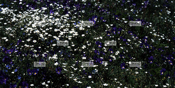 Europe, France, Massif central, 07 Ard�che, fleurs de Paquerettes et de Pens�es sauvages
