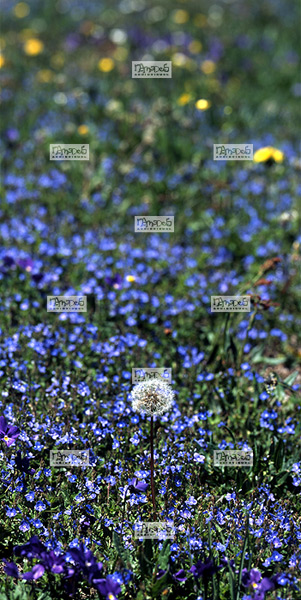 Europe, France, Massif central, 07 Ard�che, graines de Pissenli et fleurs de Myosotis, au fond, de Renoncule